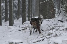 Bringtreueprüfung in Mürzzuschlag